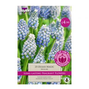 Taylors Muscari Ocean Magic Bulbs (25 per Pack)