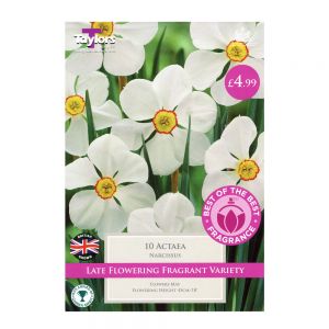 Taylors Narcissi Actaea Bulbs (10 per Pack)
