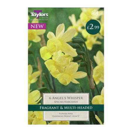 Taylors Narcissi Angel's Whisper Bulbs (6 per Pack)
