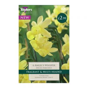 Taylors Narcissi Angel's Whisper Bulbs (6 per Pack)