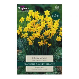 Taylors Narcissi Baby Moon Bulbs (8 per Pack)