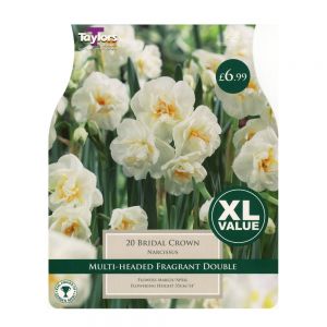 Taylors Narcissi Bridal Crown Bulbs (20 per Pack)
