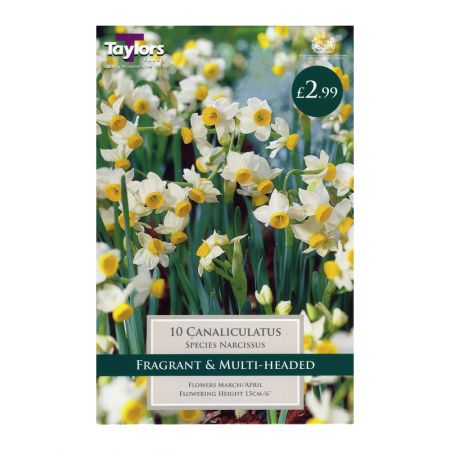 Taylors Narcissi Canaliculatus Bulbs (10 per Pack)