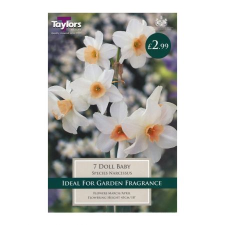 Taylors Narcissi Doll Baby Bulbs (7 per Pack)