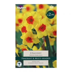 Taylors Narcissi Falconet Bulbs (8 per Pack)