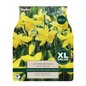 Taylors Narcissi February Gold Bulbs (20 per Pack)