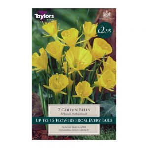 Taylors Narcissi Golden Bells Bulbs (7 per Pack)