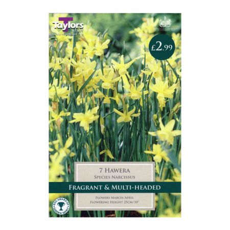 Taylors Narcissi Hawera Bulbs (7 per Pack)