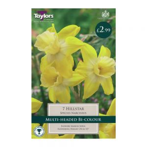 Taylors Narcissi Hillstar Bulbs (10 per Pack)