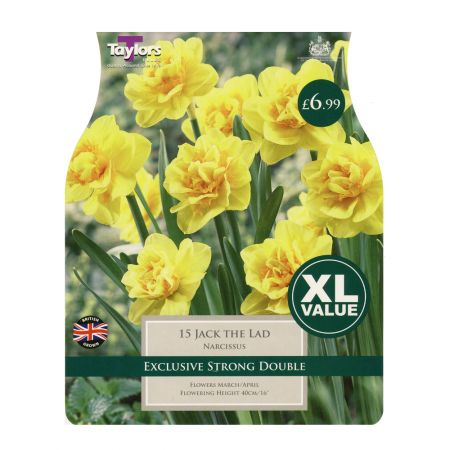Taylors Narcissi Jack The Lad Bulbs (15 per Pack)