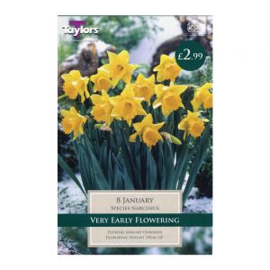 Taylors Narcissi January Bulbs (8 per Pack)