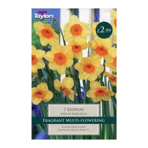 Taylors Narcissi Kedron Bulbs (7 per Pack)