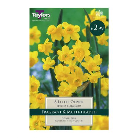 Taylors Narcissi Little Oliver Bulbs (8 per Pack)