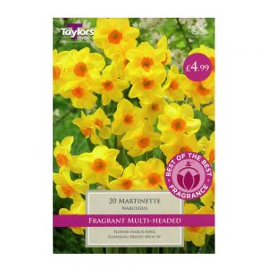 Taylors Narcissi Martinette Bulbs (20 per Pack)