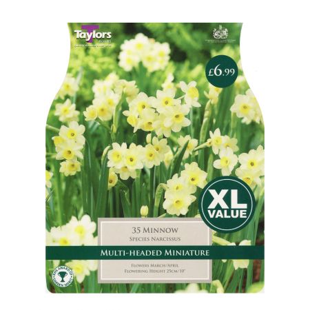 Taylors Narcissi Minnow Bulbs (35 per Pack)