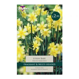 Taylors Narcissi New Baby Bulbs (8 per Pack)