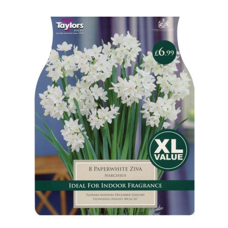 Taylors Narcissi Paperwhite Ziva Bulbs (8 per Pack)