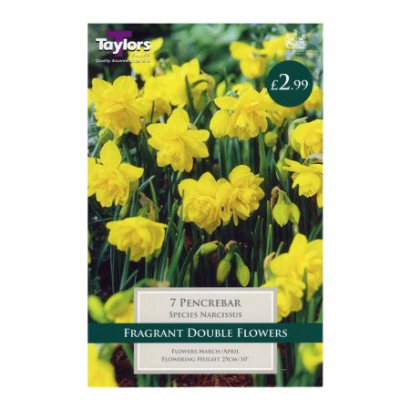 Taylors Narcissi Pencrebar Bulbs (7 per Pack)