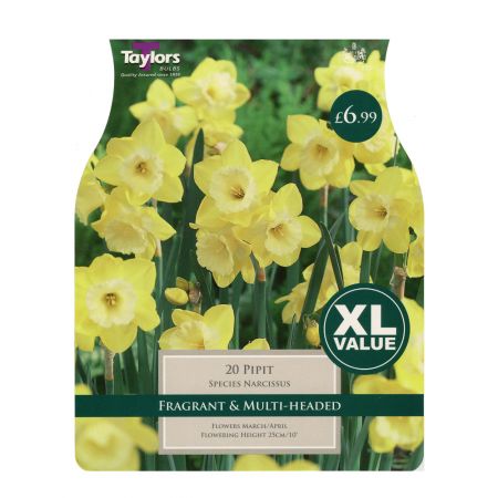 Taylors Narcissi Pipit Bulbs (20 per Pack)