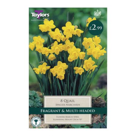 Taylors Narcissi Quail Bulbs (8 per Pack)