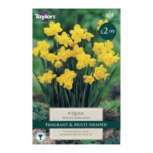 Taylors Narcissi Quail Bulbs (8 per Pack)