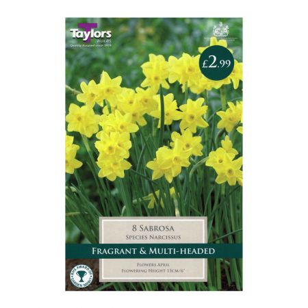 Taylors Narcissi Sabrosa Bulbs (8 per Pack)