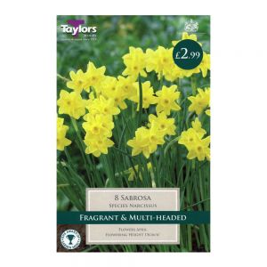 Taylors Narcissi Sabrosa Bulbs (8 per Pack)