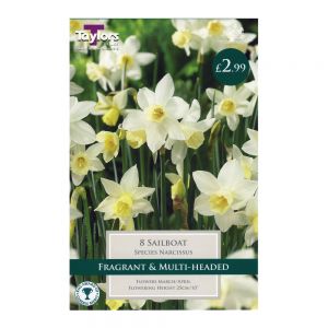 Taylors Narcissi Sailboat Bulbs (8 per Pack)