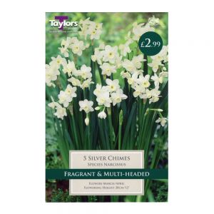 Taylors Narcissi Silver Chimes Bulbs (5 per Pack)