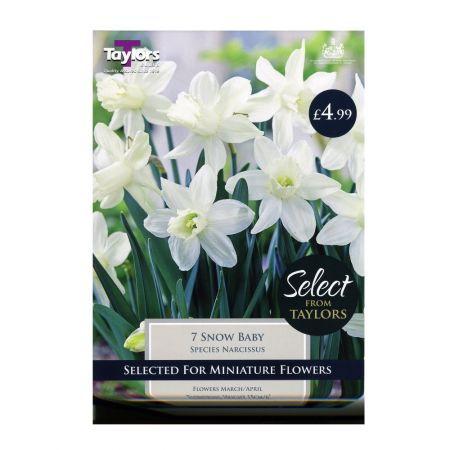 Taylors Narcissi Snow Baby Bulbs (Pack of 7)