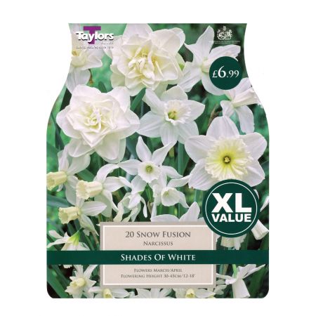 Taylors Narcissi Snow Fusion Bulbs (20 per Pack)
