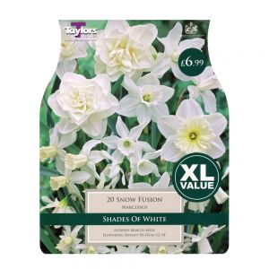 Taylors Narcissi Snow Fusion Bulbs (20 per Pack)