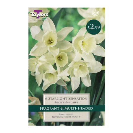 Taylors Narcissi Starlight Sensation Bulbs (6 per Pack)