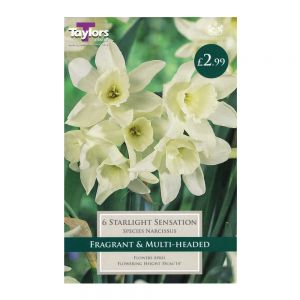 Taylors Narcissi Starlight Sensation Bulbs (6 per Pack)