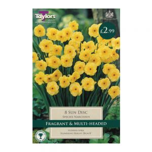 Taylors Narcissi Sun Disc Bulbs (8 per Pack)
