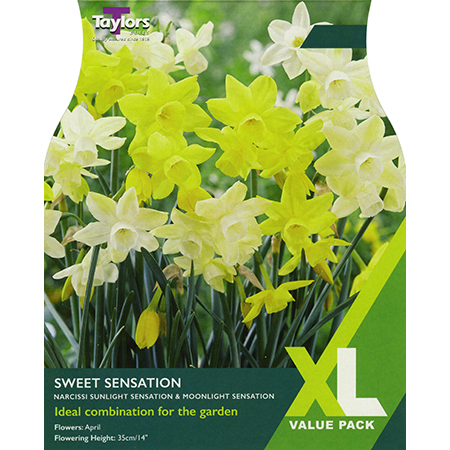 Taylors Narcissi Sweet Sensation Bulbs (18 per Pack)