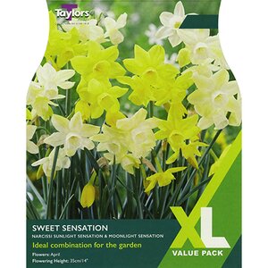 Taylors Narcissi Sweet Sensation Bulbs (18 per Pack)