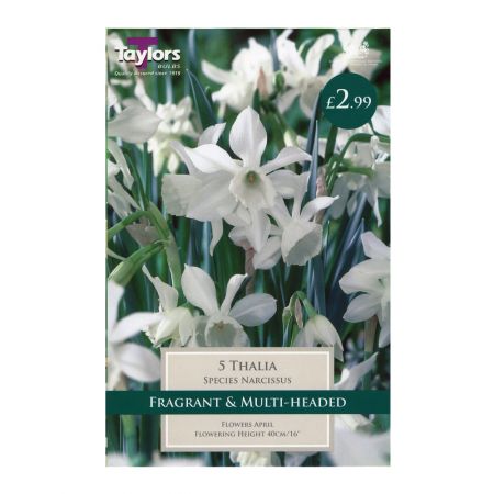 Taylors Narcissi Thalia Bulbs (5 per Pack)