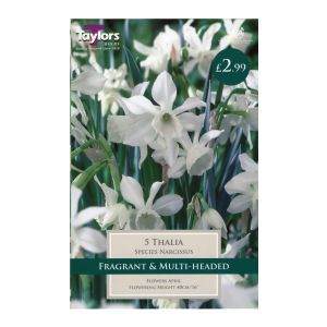 Taylors Narcissi Thalia Bulbs (5 per Pack)
