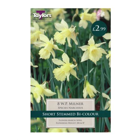 Taylors Narcissi W.P Milner Bulbs (8 per Pack)