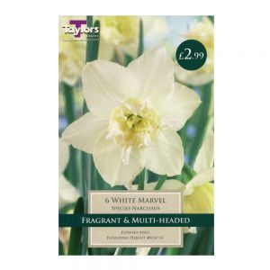 Taylors Narcissi White Marvel Bulbs (6 per Pack)