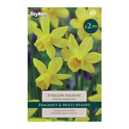 Taylors Narcissi Yellow Sailboat Bulbs (8 per Pack)