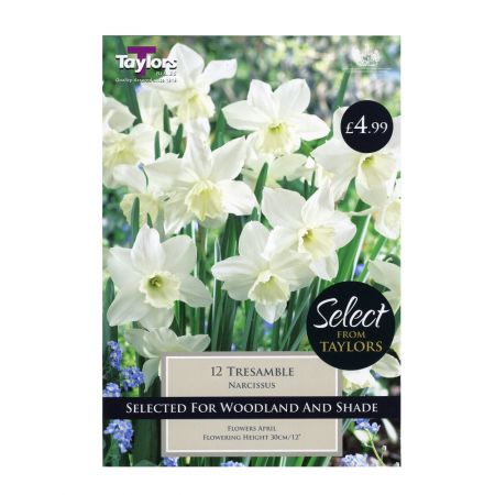 Taylors Narcissus Tresamble Bulbs (12 per Pack)
