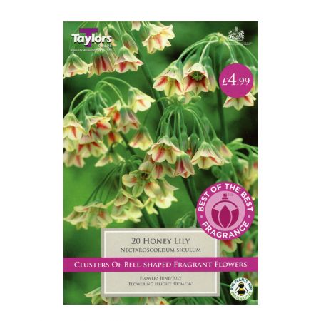 Taylors Nectaroscordum Siculum Bulbs (20 per Pack)