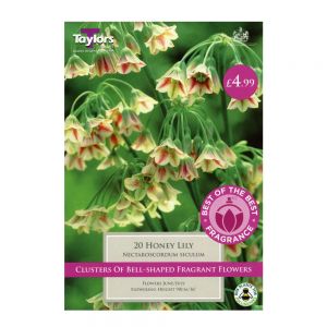 Taylors Nectaroscordum Siculum Bulbs (20 per Pack)