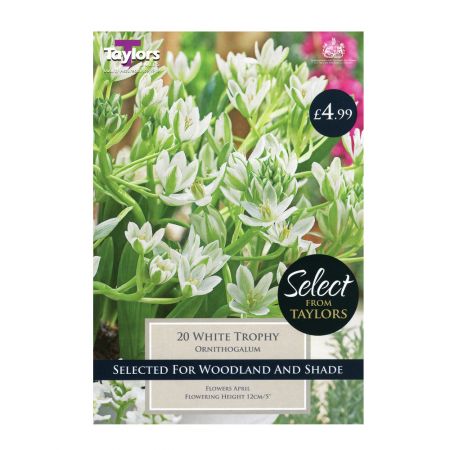 Taylors Ornithogalum White Trophy Bulbs (20 per Pack)