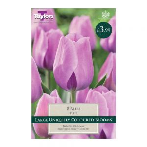 Taylors Tulip Alibi Bulbs (8 per Pack)