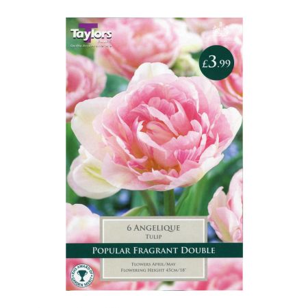Taylors Tulip Angelique Bulbs (6 per Pack)
