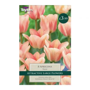 Taylors Tulip Apricona Bulbs (8 per Pack)