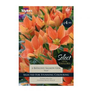 Taylors Tulip Batalini Salmon Gem Bulbs (Pack of 6)